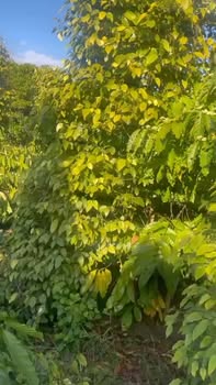 Đất nông nghiệp tại Chư Pưh, Gia Lai 1.8ha - Giá chỉ 160 triệu/sào!