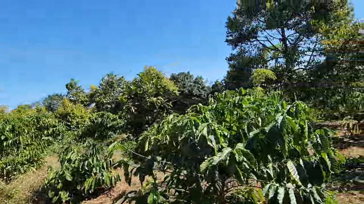 Farm 4.5ha tại Xã AL Bá, Huyện Chư Sê - Giá 11.9 tỷ - Cơ hội đầu tư tuyệt vời!