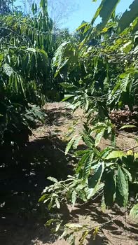 Đất nông nghiệp 1,8 sào tại Ia Bă, Gia Lai - Giá chỉ 385 triệu, cơ hội đầu tư tuyệt vời!