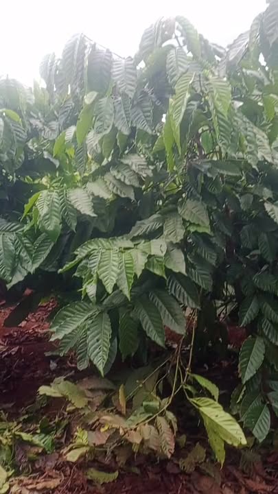 Đất vườn Ia Tiêm, Chư Sê 19,500m² giá 5 tỷ - Sẵn sàng đầu tư!