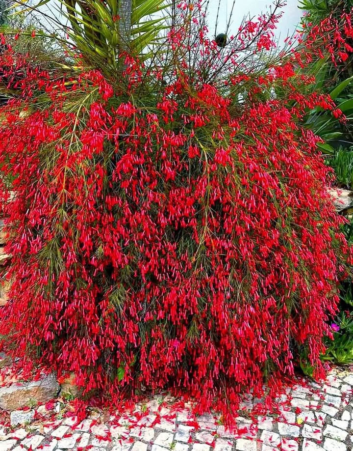 Đất Lạc Thiện, Thị Trấn D'Ran 104m² - Nhà cấp 4, Sổ riêng, Giá Thỏa Thuận!