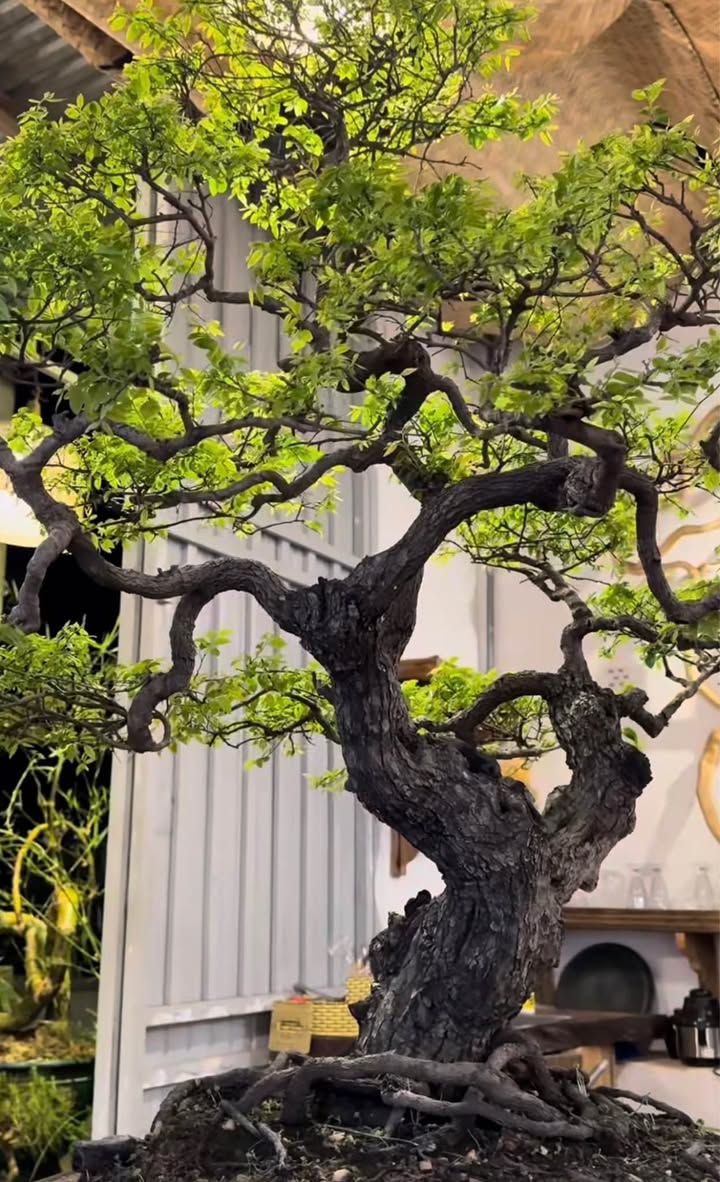 Đất nền Dương Nội 53m² giá 6.x tỷ - Đầu tư tiềm năng, ô tô đỗ cửa!