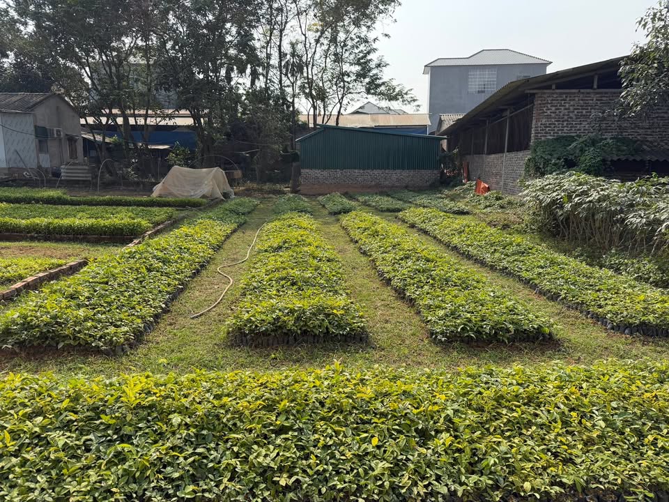 Đất nền Thanh Vân Tam Dương 315m² giá 1.4 tỷ - Cơ hội đầu tư tuyệt vời!