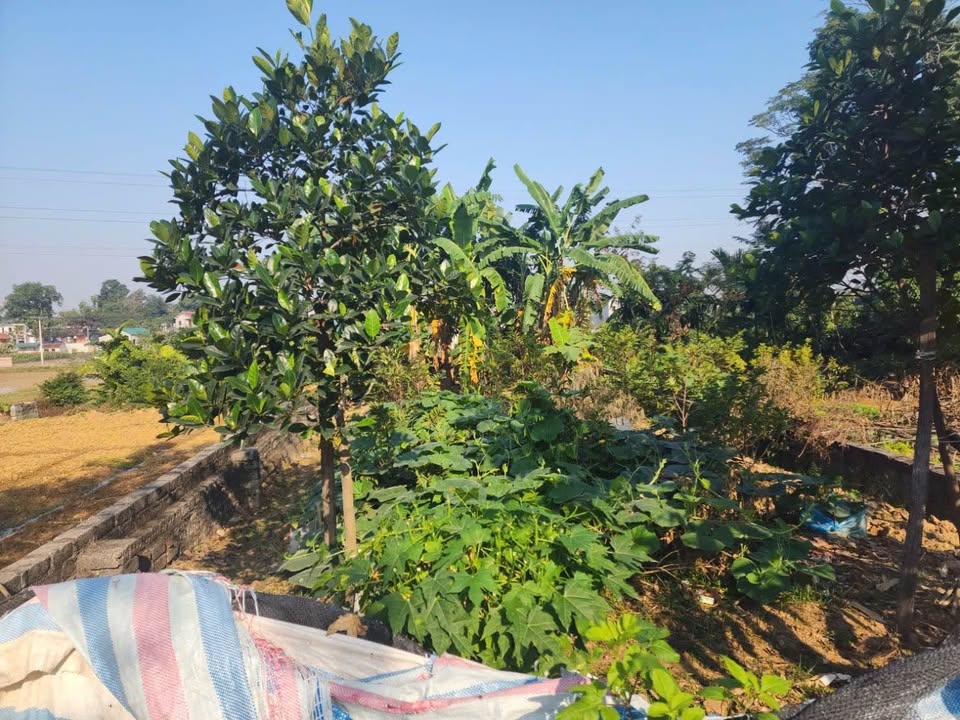 Lô đất 168m² tại Đông Hạ, Quốc Oai chỉ 500 triệu - Cơ hội cho công nhân và vợ chồng trẻ!