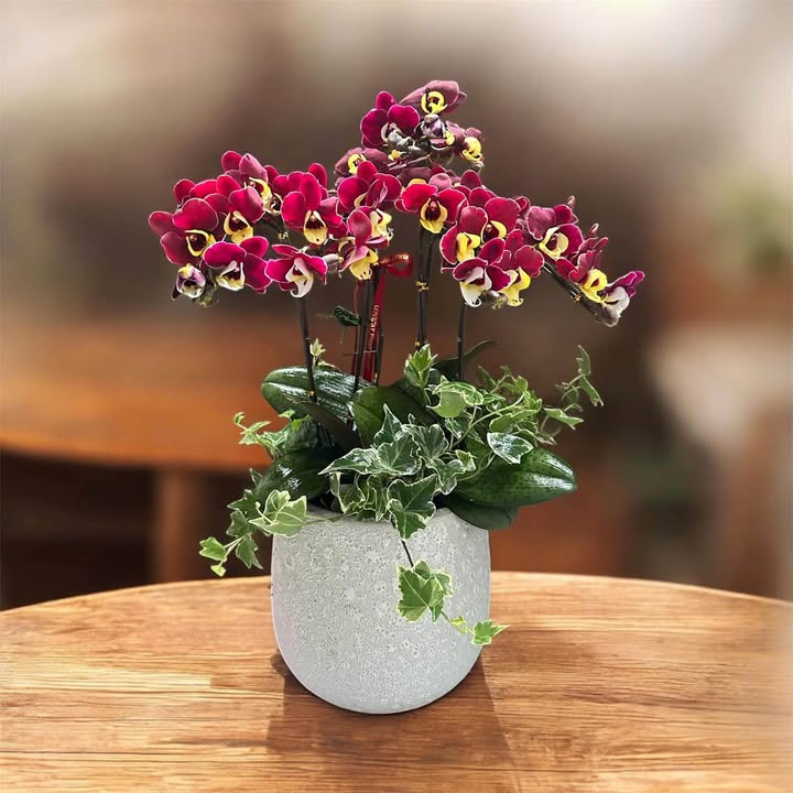 Đất đấu giá khu sân vận động Trường Chinh 107m² giá 1.9 tỷ - Cơ hội đầu tư hấp dẫn!