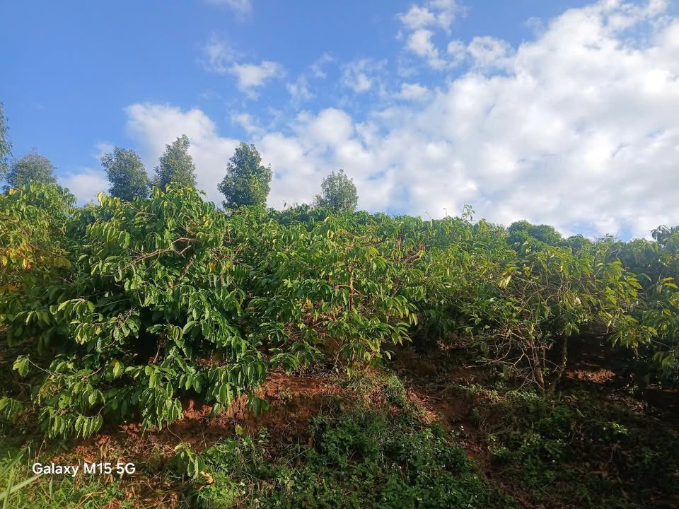 Đất Farm 15.000m² tại Thôn 3, Xã Tân Lập, Giá 900 triệu - Cơ hội đầu tư hấp dẫn!