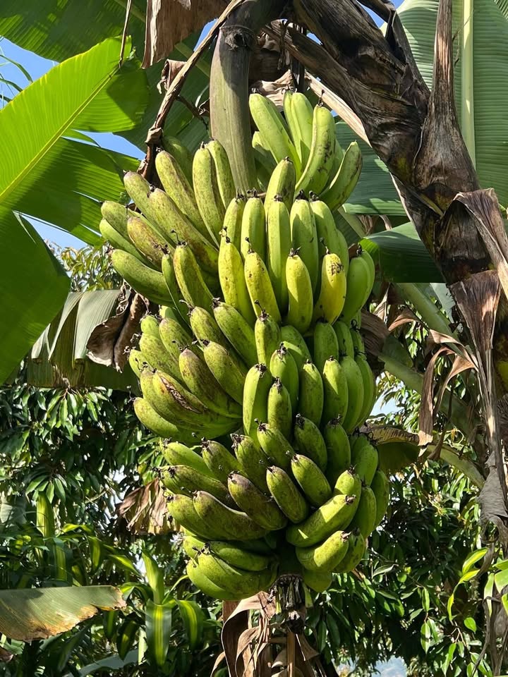 Đất nền Huyện Đơn Dương 99m² giá 899 triệu - Đàm phán trực tiếp chủ nhà!