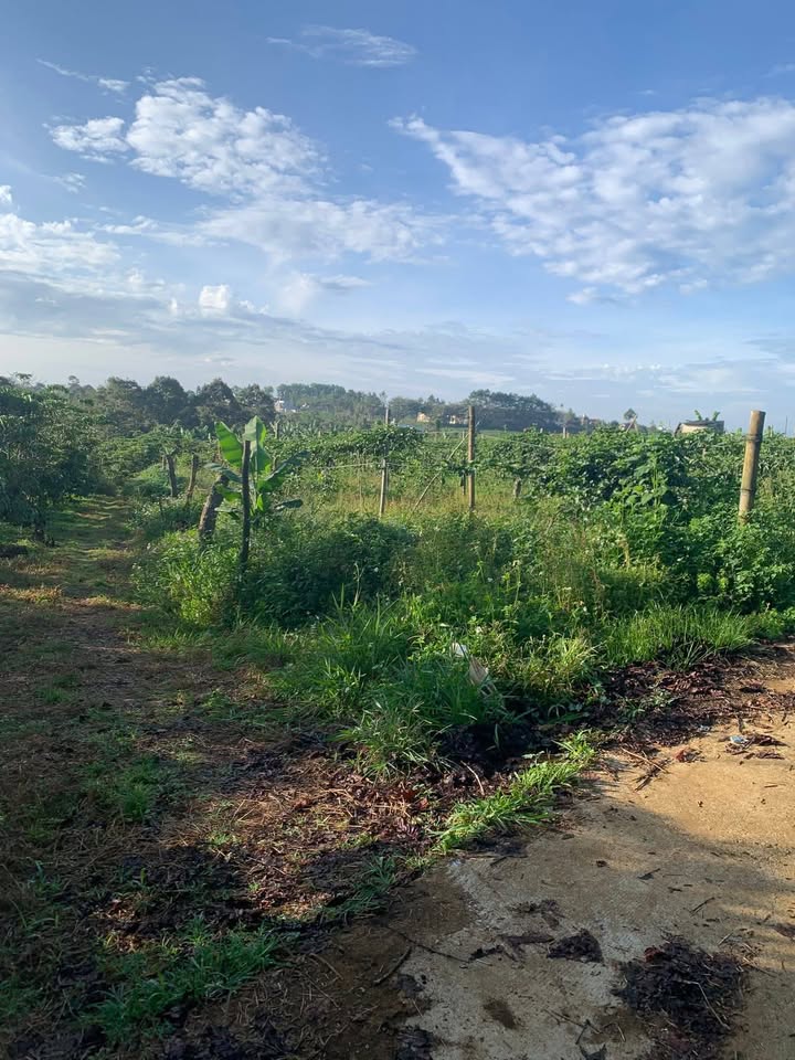 Đất nền thổ cư 1000m² xã Lộc An - Giá chỉ 750 triệu, bớt lộc mạnh tay!