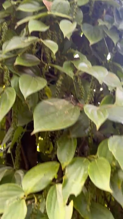 Đất vườn 120.000m² thôn 5 Trường Xuân giá 2.2 tỷ - Tiềm năng sinh lời cao!