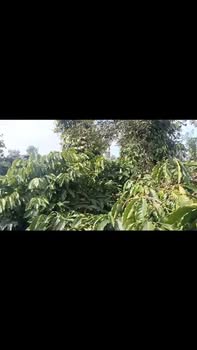 Farm bầu 2, Xã Hiệp An, Huyện Đức Trọng 14,000m² giá 4.1 tỷ - Đầu tư sinh lời ngay!