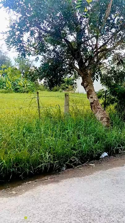 Đất thổ cư 2000m² tại Bảo Thạnh, Ba Tri, Bến Tre giá 5 tỷ - Đầu tư sinh lời ngay!