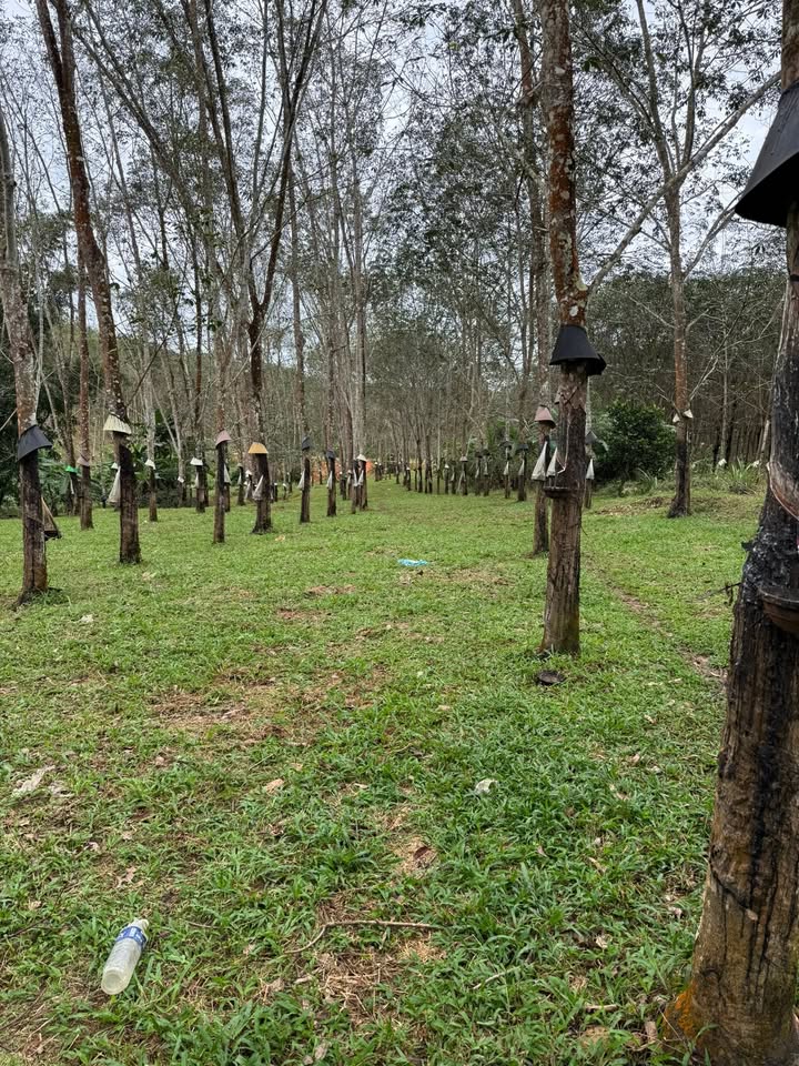 Farm 2ha tại Đắk Môn, Kon Tum chỉ 2 tỷ - Cơ hội đầu tư sinh lời!