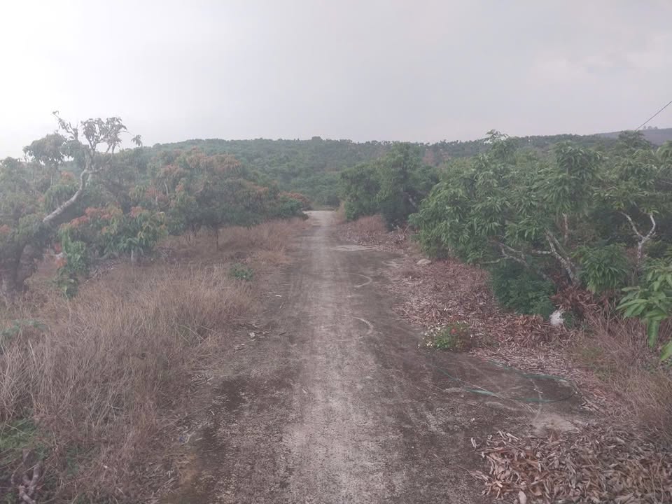 Đất Farm Tân Bình Lục Ngạn 5160m² giá 1.95 tỷ - Phù hợp nghỉ dưỡng lý tưởng!