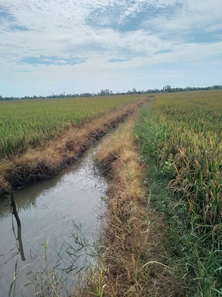 Đất lúa 10 công tại xã Long Kiến, Chợ Mới, An Giang - Giá chỉ 1.3 tỷ, thương lượng nhẹ!