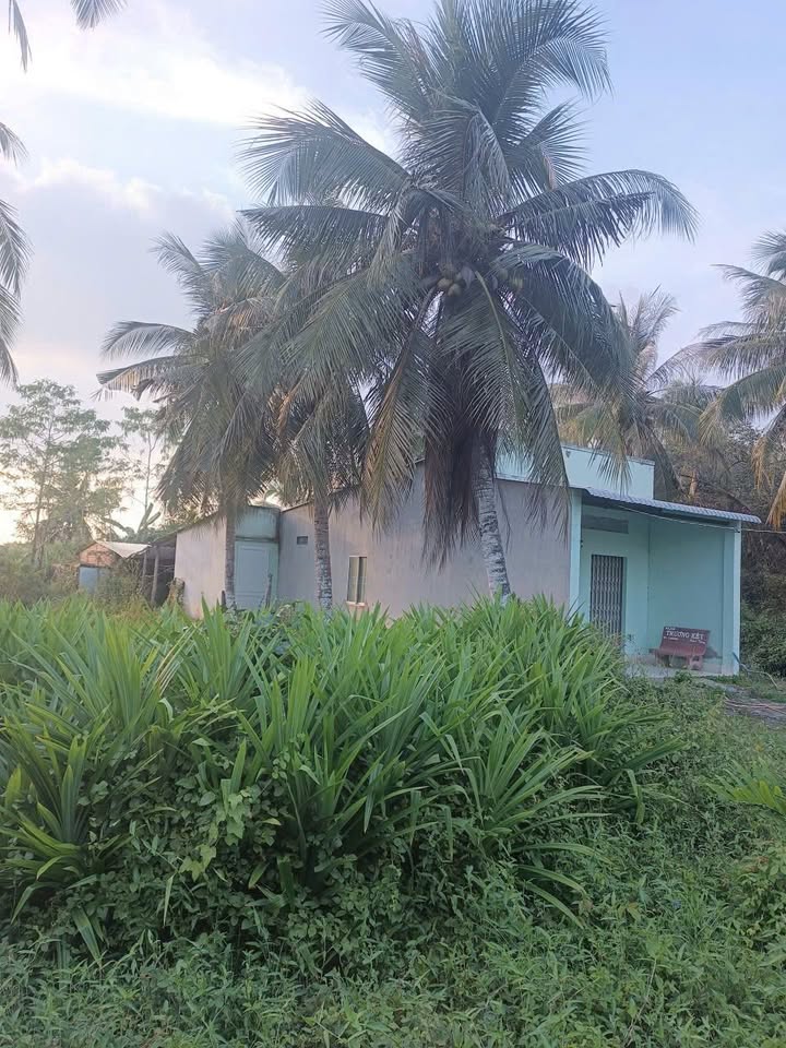 Đất nền 3000m² tại Tân Lập, Vĩnh Châu, Sóc Trăng - Cơ hội đầu tư hiếm có!