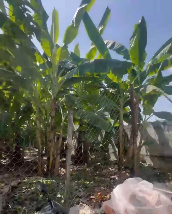 Đất nền Giáo Xứ Xuân Trà, Biên Hòa 90m² giá 2.25 tỷ - Pháp lý rõ ràng, vị trí thuận lợi!