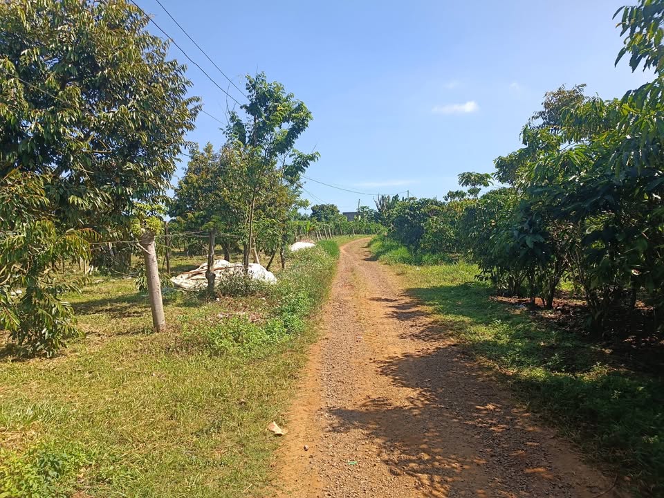 Đất thổ cư Lộc An 10800m² giá 2.4 tỷ - Sổ đỏ chính chủ, mặt tiền đường ô tô!