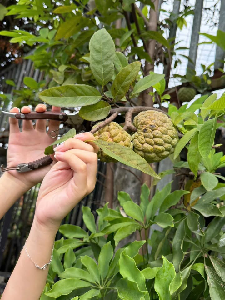 Nhà mặt tiền Quốc Lộ 1A, Bình Tân 19m² giá 5 tỷ - Gần ngã tư Gò Mây!