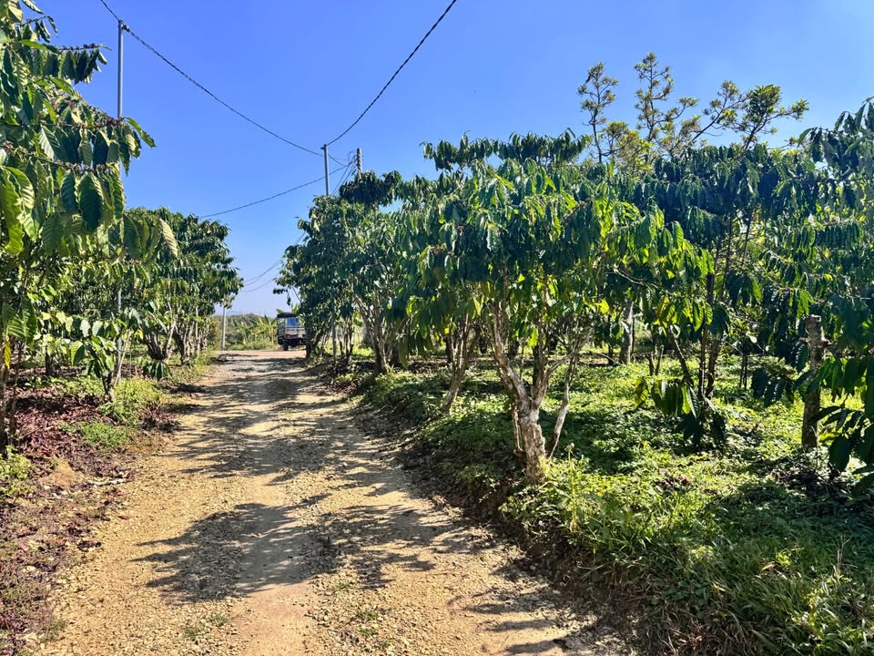 Đất đẹp 716m² tại Tân Lạc, Bảo Lâm - Giá chỉ 999 triệu, cơ hội đầu tư tuyệt vời!