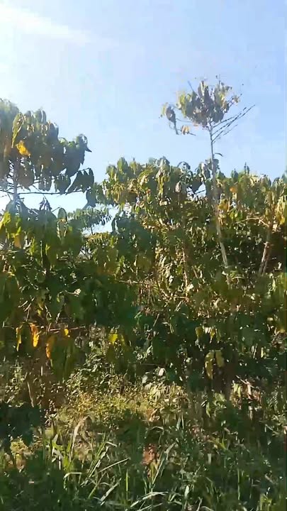 Đất nền 1ha mặt tiền nhựa tại Lộc Ngãi - Giá chỉ 2.625 tỷ, cơ hội đầu tư tuyệt vời!