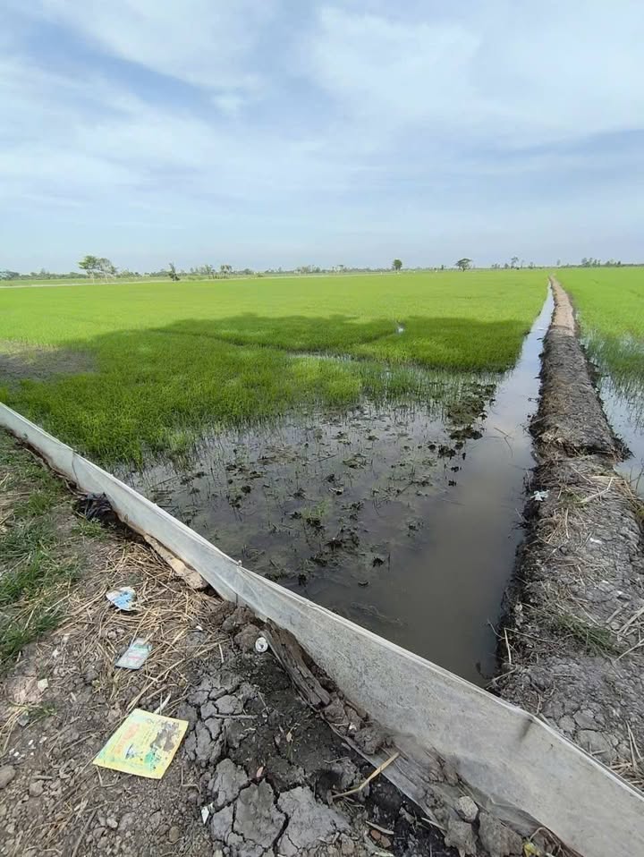 Đất nông nghiệp Kênh 2 Mỹ Phú Đông 25 công giá 2.75 tỷ - Cơ hội đầu tư sinh lời!