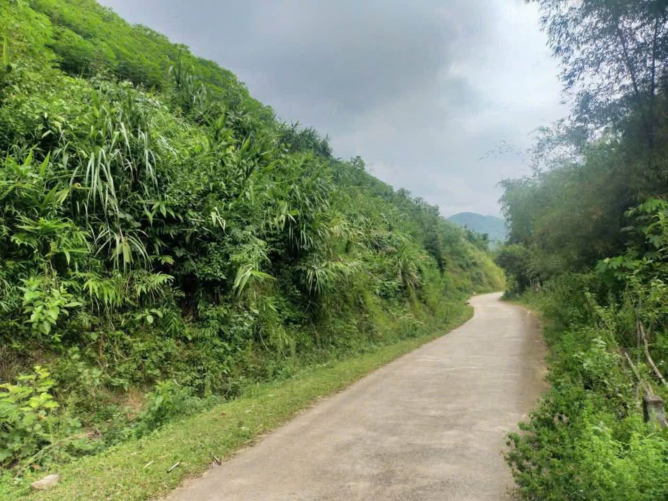 Đất rừng sản xuất Đà Bắc Hòa Bình 2.3ha chỉ 300 triệu - Sổ hồng chính chủ