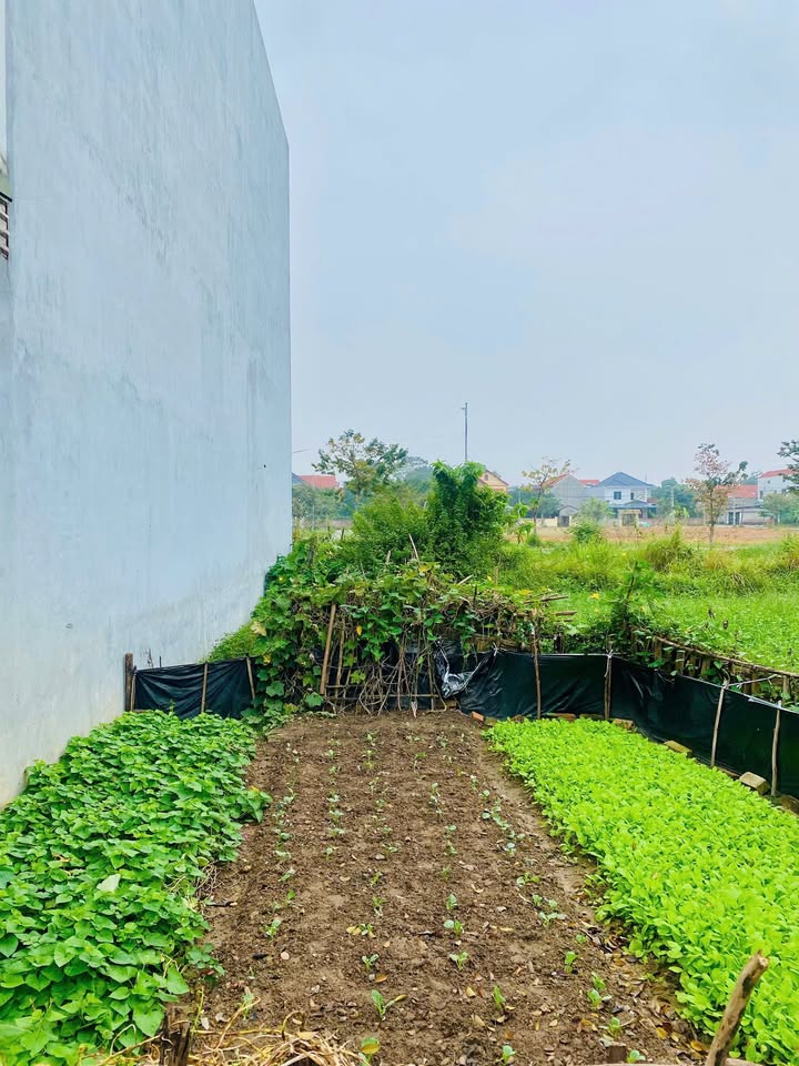 Đất nền 100m² đường 19,5m Phường Đồng Tâm - Sổ hồng chính chủ, giá chỉ 2,8 tỷ!