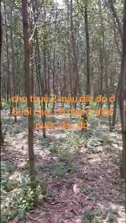 Cho thuê Farm 2ha tại Xã Suối Cao, Huyện Xuân Lộc - Giá chỉ 35 triệu/ha/năm!