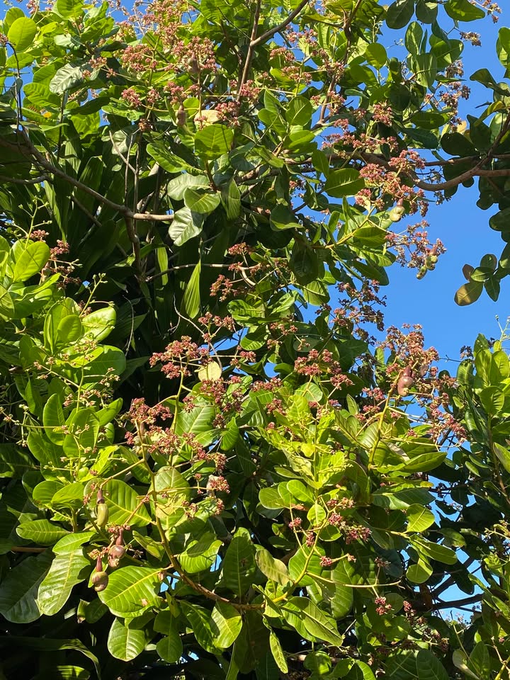 Đất nền 5 hecta tại Xã Thọ Sơn, Huyện Bù Đăng - Giá 4.2 tỷ, thích hợp trồng cây!