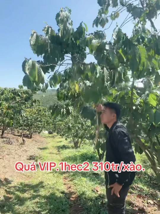 Đất nền Lộc Ngãi Bảo Lâm 12000m² - Pháp lý rõ ràng, đầu tư sinh lời!