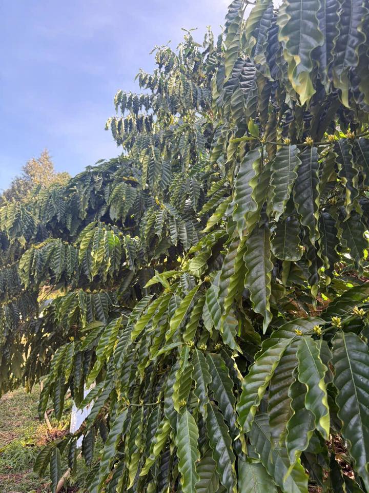 Farm Đắk Plao 23600m² giá 3.2 tỷ - Đầu tư sinh lời hấp dẫn!