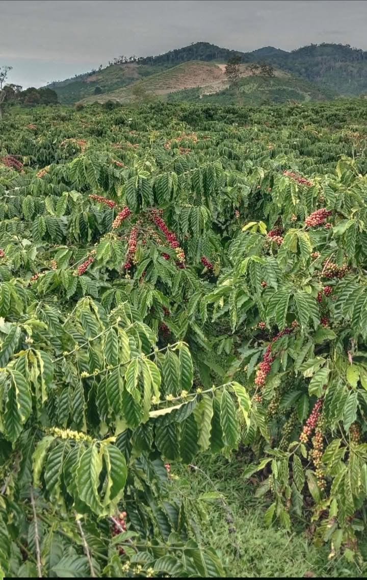 Đất nông nghiệp Phúc Thọ Lâm Hà 1.3ha giá 3.5 tỷ - Đầu tư sinh lời ngay!