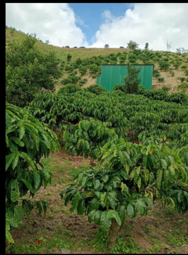 Đất nông nghiệp 7.200m² xã Phúc Thọ - Giá chỉ 1.3 tỷ, không thương lượng!