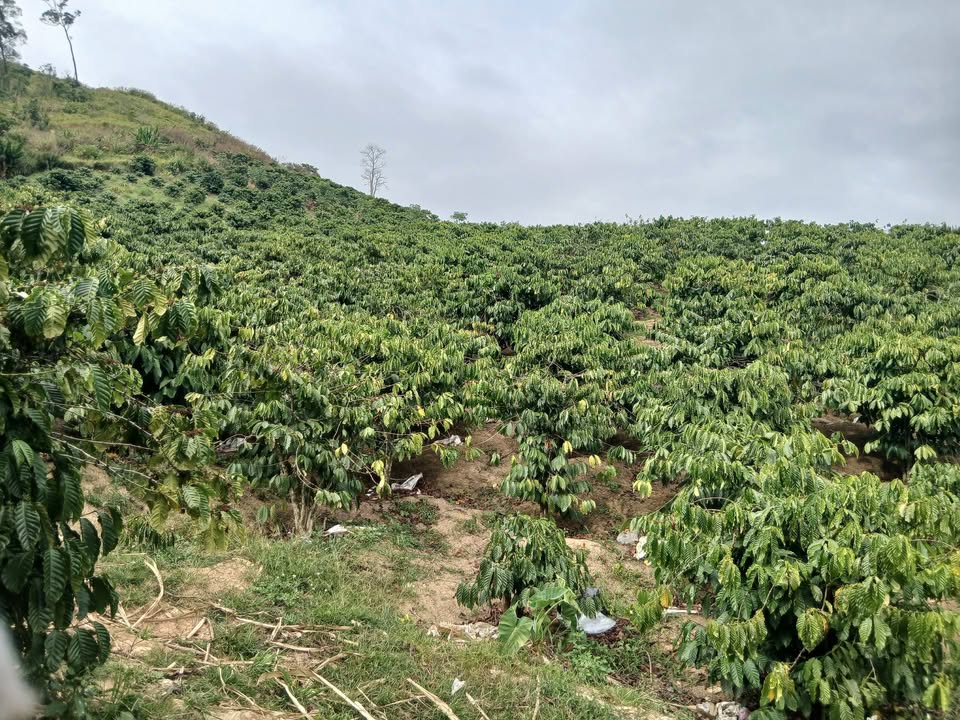 Đất thổ cư 1,5ha tại xã Phúc Thọ, Lâm Hà - Giá chỉ 3,5 tỷ VND, cơ hội đầu tư tuyệt vời!