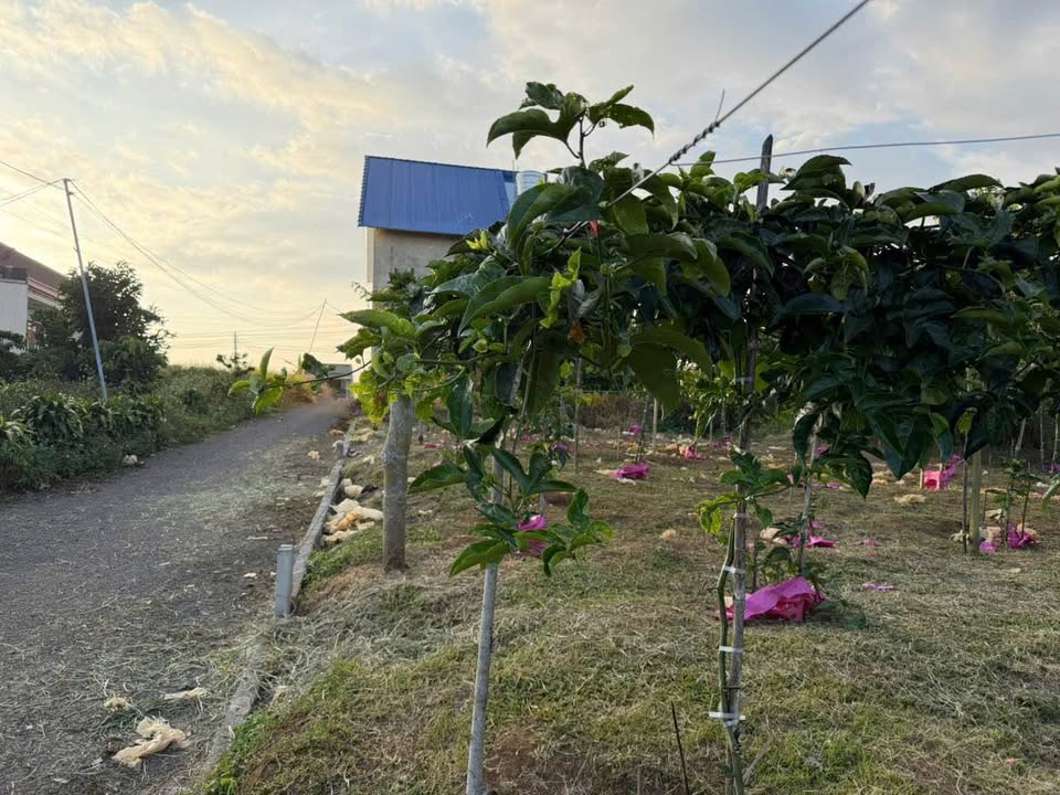 Đất nền Lộc An, Bảo Lâm, Lâm Đồng 175m² giá 900 triệu - Đường rộng ô tô vào tận nơi!