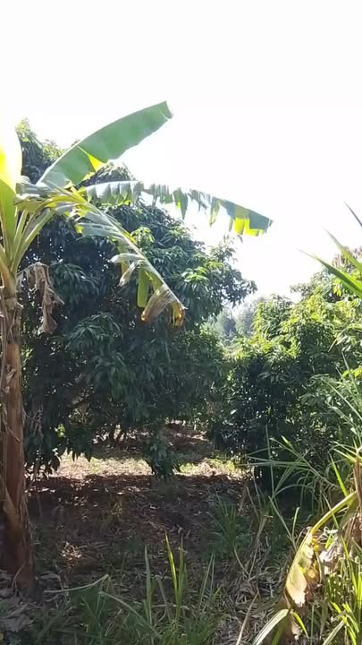 Đất nền 1ha Phú Xuân, Krông Năng chỉ 1.55 tỷ - Cơ hội đầu tư tuyệt vời!