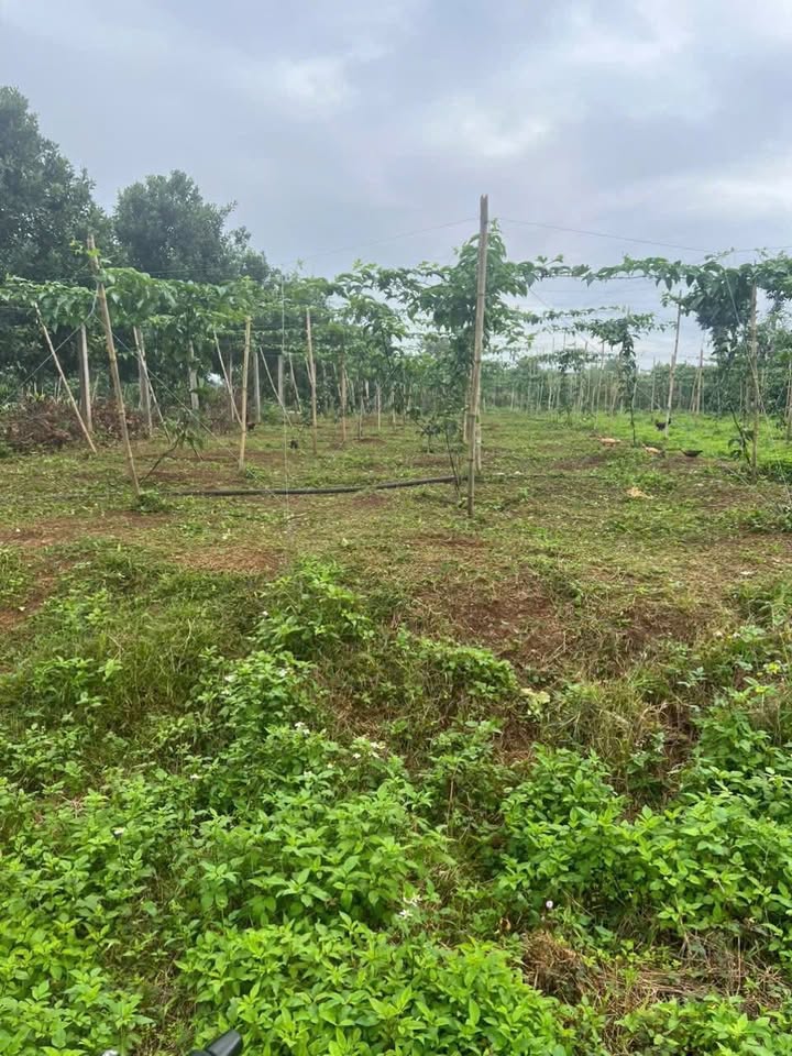 Đất Phú Xuân 560m² giá 6.84 tỷ - Chính chủ bán gấp!