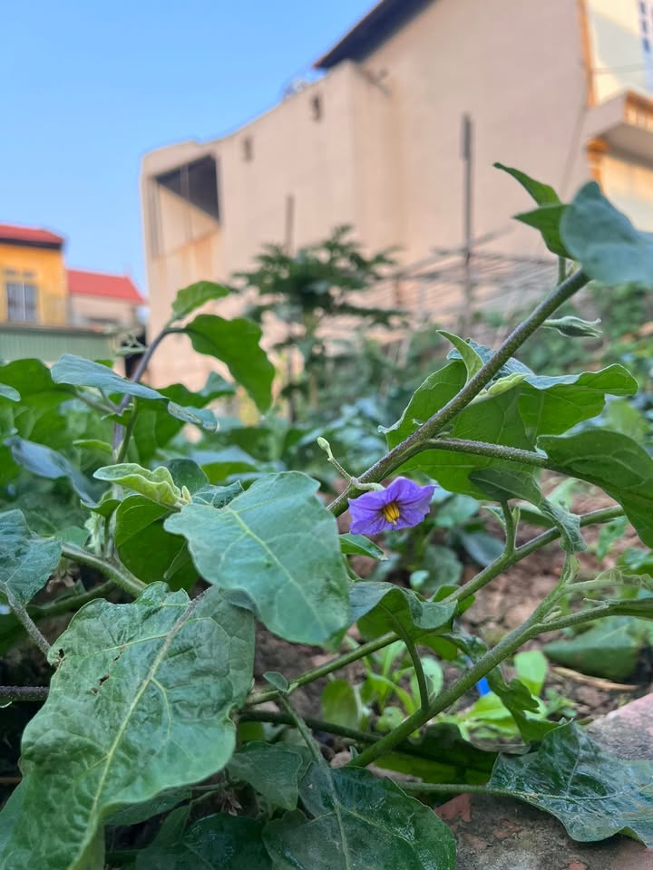 Đất nền Khu đô thị Hồng Hạc, Doãn Thượng 64m² giá 2.25 tỷ - Cơ hội đầu tư tuyệt vời!