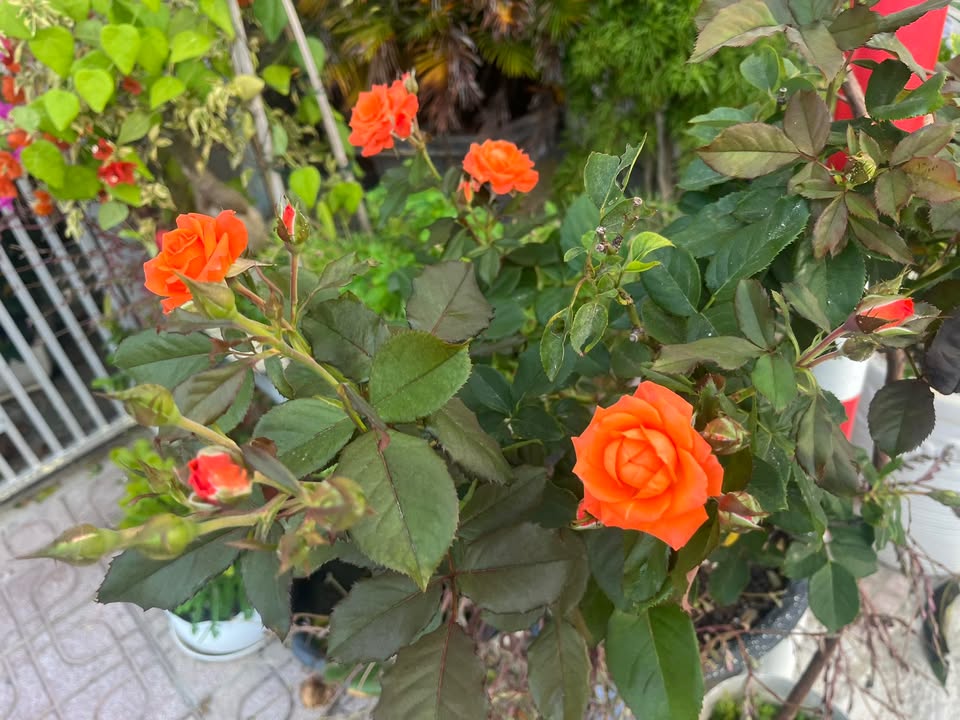 Đất thổ cư Cam Phúc Bắc 150m² giá 1 tỷ - Lô góc hai mặt tiền