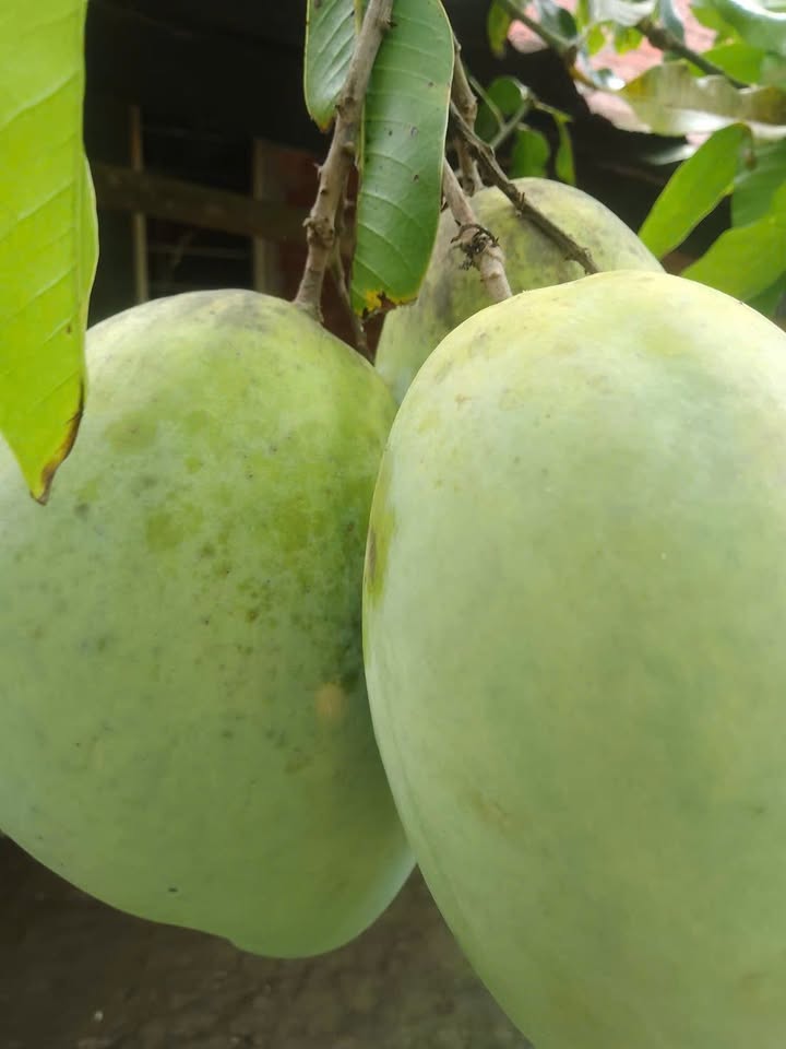 Đất nền 549m² Thường Thạnh, Cái Răng chỉ 1 tỷ - Kinh doanh thuận lợi!