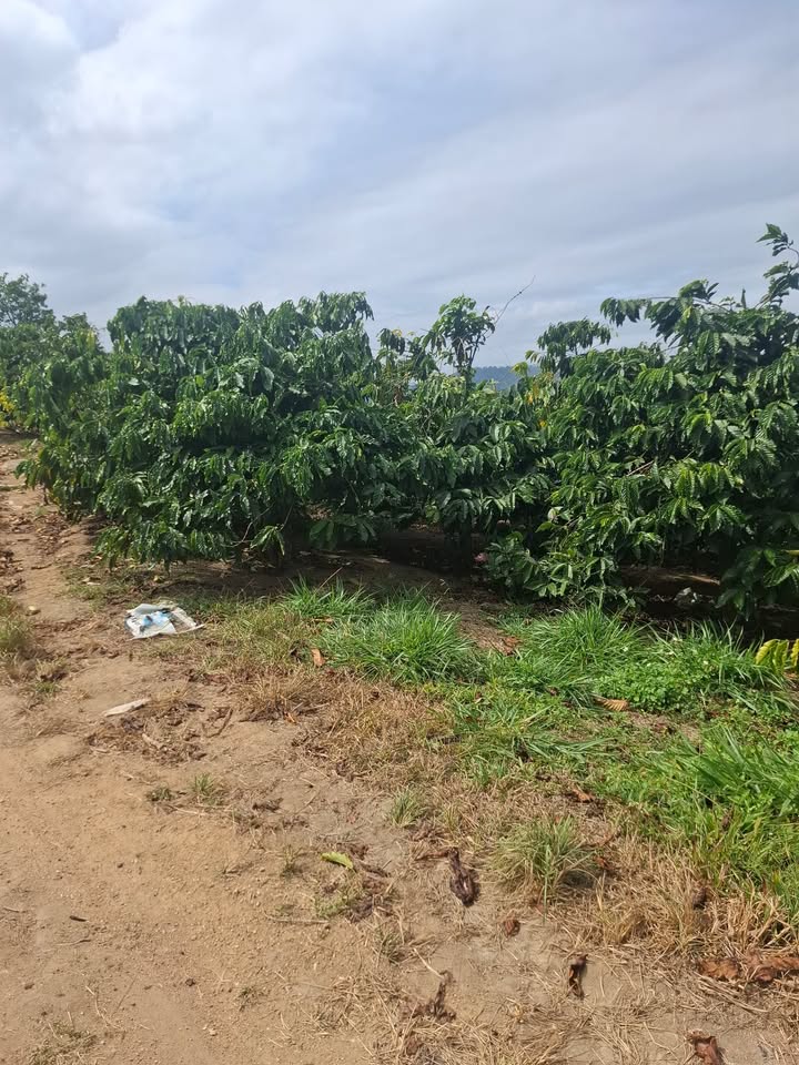 Mảnh vườn 4500m² tại Lâm Bô, Phúc Thọ chỉ 1.35 tỷ - Đất đẹp, sổ đỏ chính chủ!