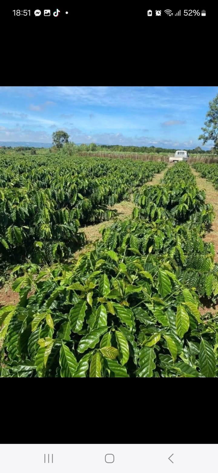 Đất thổ cư 13,000m² tại Thống Nhất, Lâm Hà - Giá chỉ 2.1 tỷ, cơ hội đầu tư tốt!