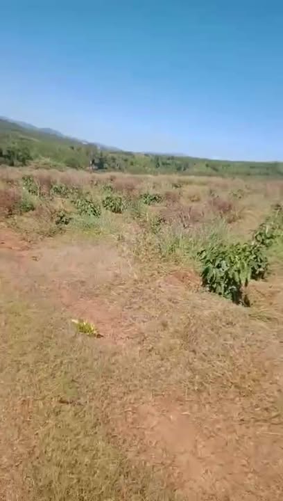 Lô đất Farm 7ha tại xã Đak Ta Ley, Huyện Mang Yang - Giá chỉ 91 tỷ!