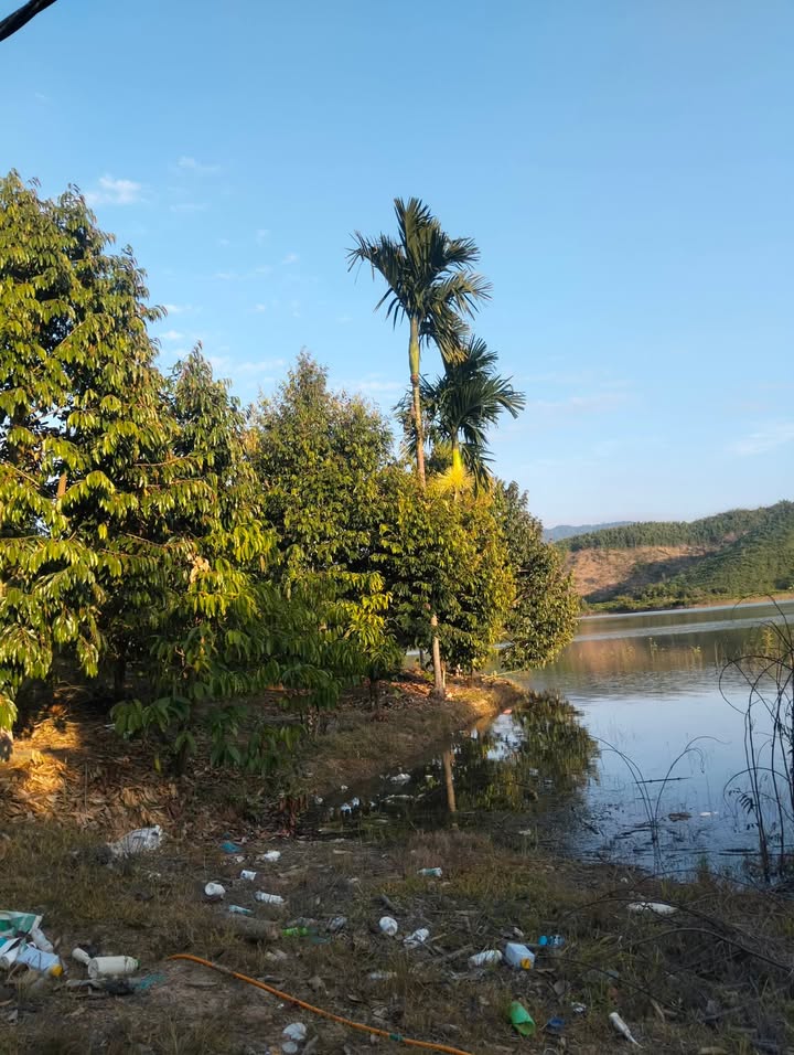 Farm 2,3ha tại buôn Dlay, Đắk Nuê giá 5 tỷ - Tiềm năng kinh doanh lớn!