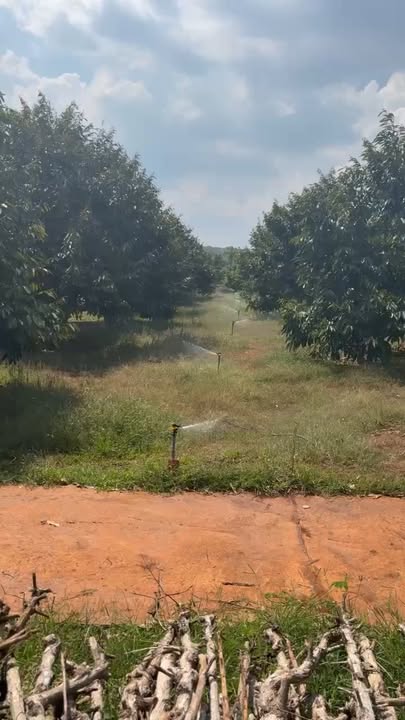 Farm đất rẫy Cư Bao Đắk Lắk 2,1 ha giá chỉ 11 tỷ - Đầu tư sinh lời hấp dẫn!