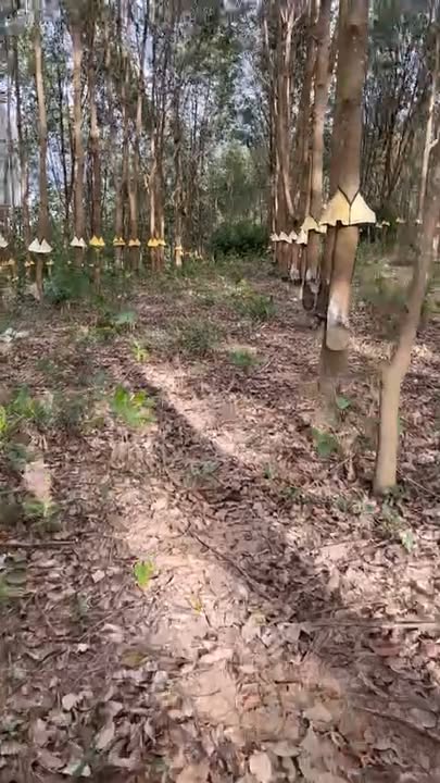 Đất Farm 2ha cao su tại thôn 12, Đắk Pne, Kon Rẫy - Giá chỉ 9xx triệu!