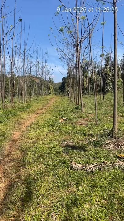 Đất nền 1,8ha tại xã Đắk Ngo, Tuy Đức giá 800 triệu - Cơ hội đầu tư hấp dẫn!