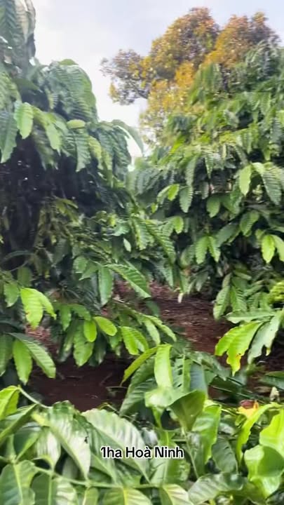 Farm Hòa Ninh, Di Linh 10000m² giá 6 tỷ - Đường bê tông lớn, đất đỏ màu mỡ!