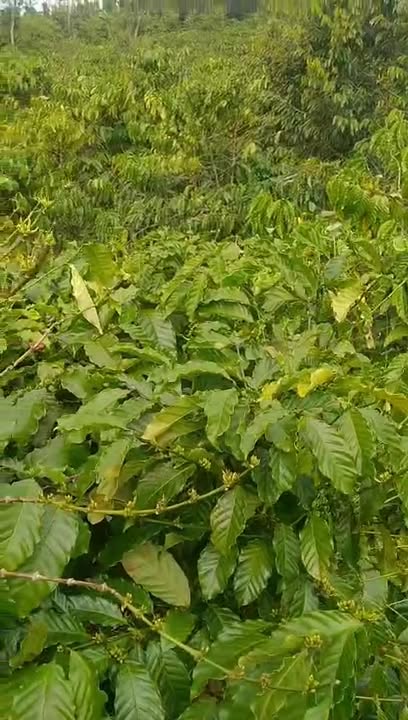 Lô đất kinh doanh phun cà phê 2.5ha Đắk Hà - Giá chỉ 4.1 tỷ, thương lượng tốt!