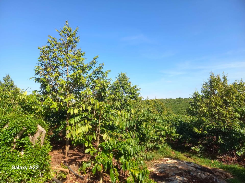 Farm 1,1ha tại Thôn Thái Hà, Gia Lai - Giá chỉ 2,3 tỷ